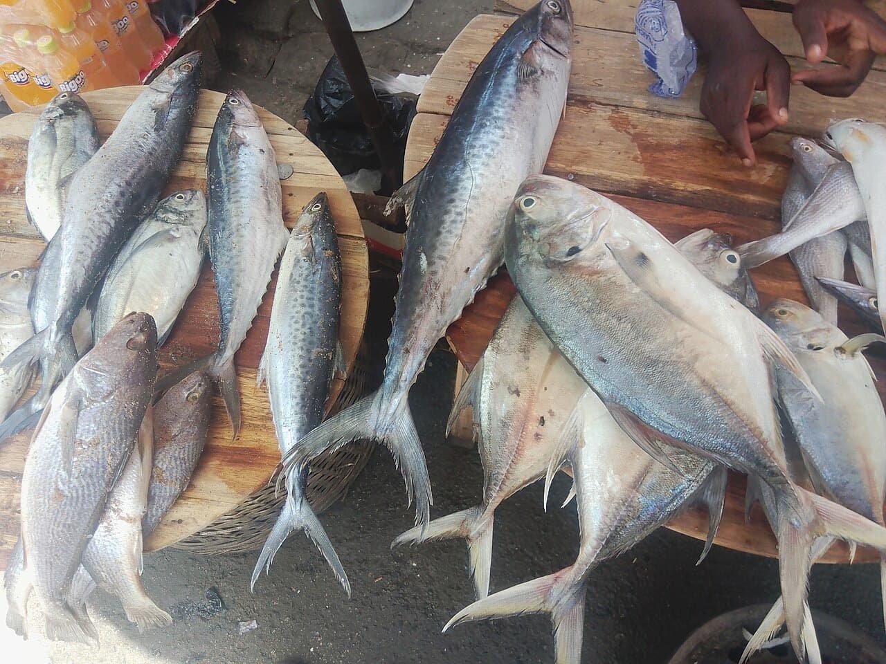 Poissons frais au grand marché de Lomé